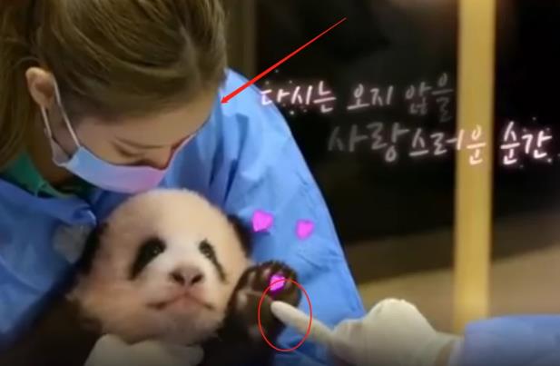 韩国艺人违规接触熊猫幼崽 网友：艺人不懂饲养员也不懂吗